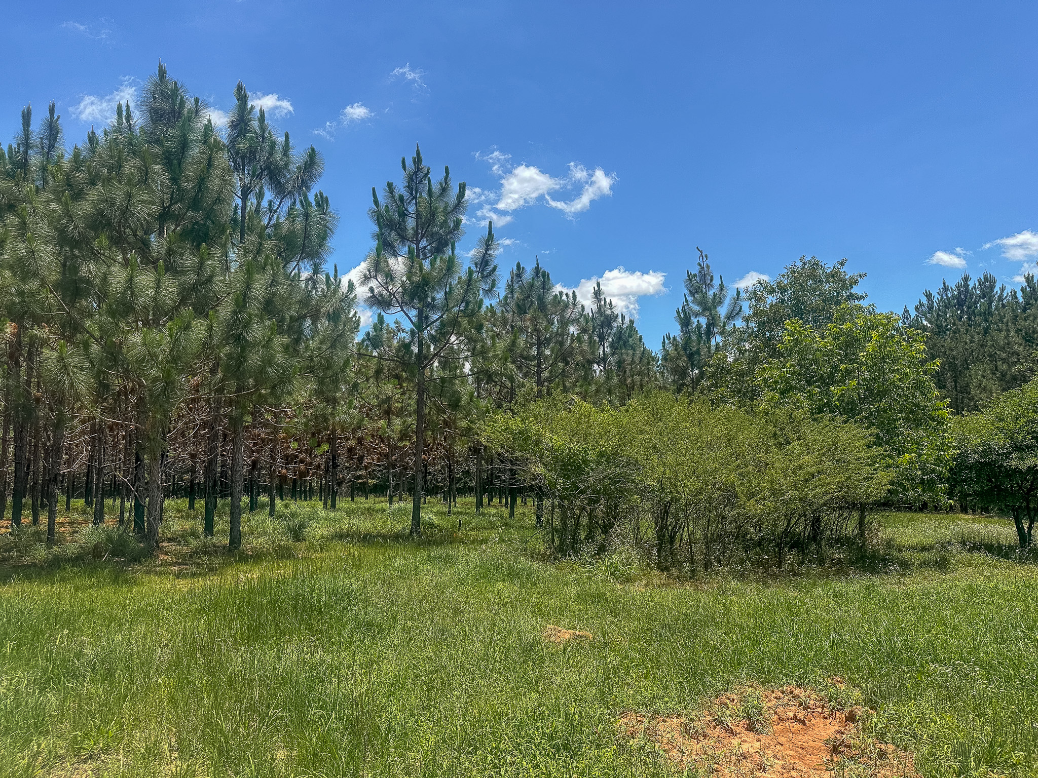 Longleaf Farms New Era Land Company